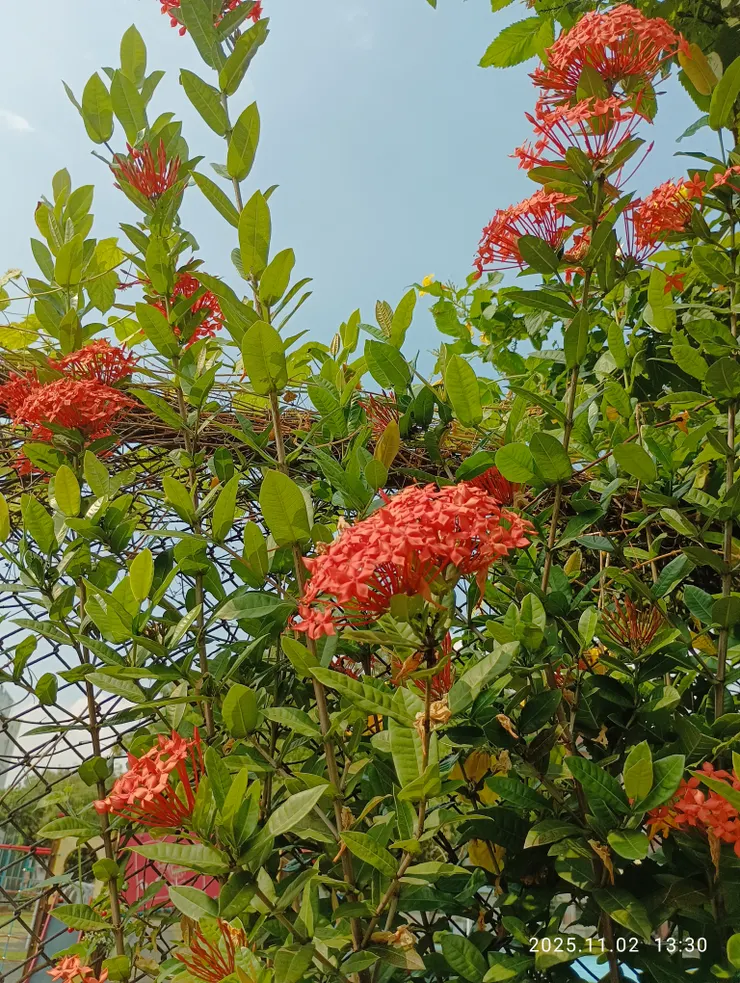 大王仙丹，尋紅借暖，自拍攝