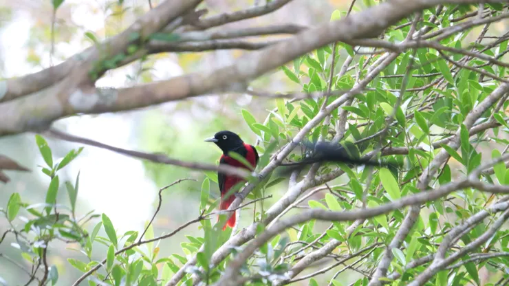 衝出一隻小卷尾