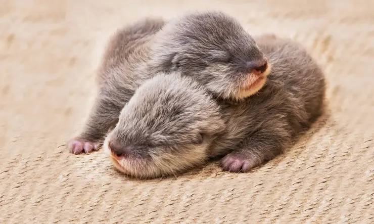 圖片來源：Netflix