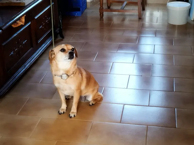 Mochi再見！有緣再見～