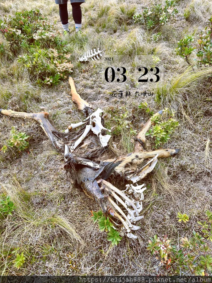 【丹大林道.六順山.七彩湖】六順山.海拔3009公尺/波波草