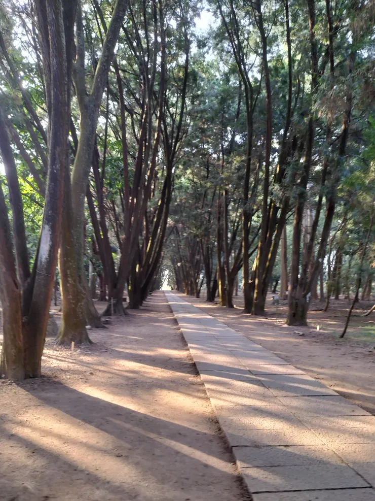 下坪熱帶植物園肖楠步道/Mingling攝