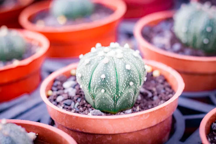 南投埔里多肉秘境。仙人掌兜是他的名字，看了笑出來！我一直想起火影忍者的藥師兜。