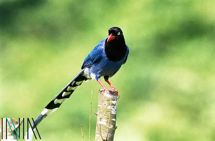 圖14 臺灣藍鵲 案名：環境生態、保育類動物 檔號：0093/2032/1 來源機關：行政院新聞局 管有機關：國家發展委員會檔案管理局