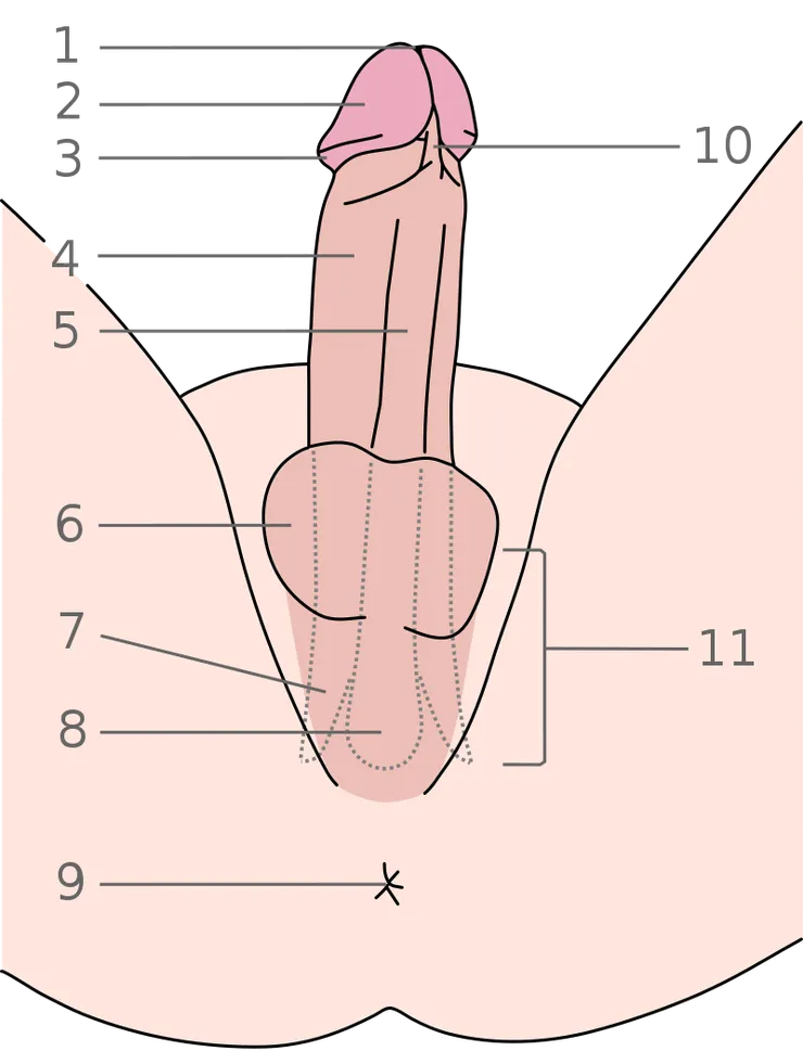 為了怕讀者看不懂,特別附一張男性外生殖器名詞解說。「1、尿道外口 (馬眼) 2、龜頭 3、冠狀溝 4、陰莖海綿體 5、尿道海綿體 6、陰囊 7、陰莖腳 8、尿道球 9、肛門 10、包皮繫帶 11、陰莖根」圖片與名詞解說編輯取自維基百科