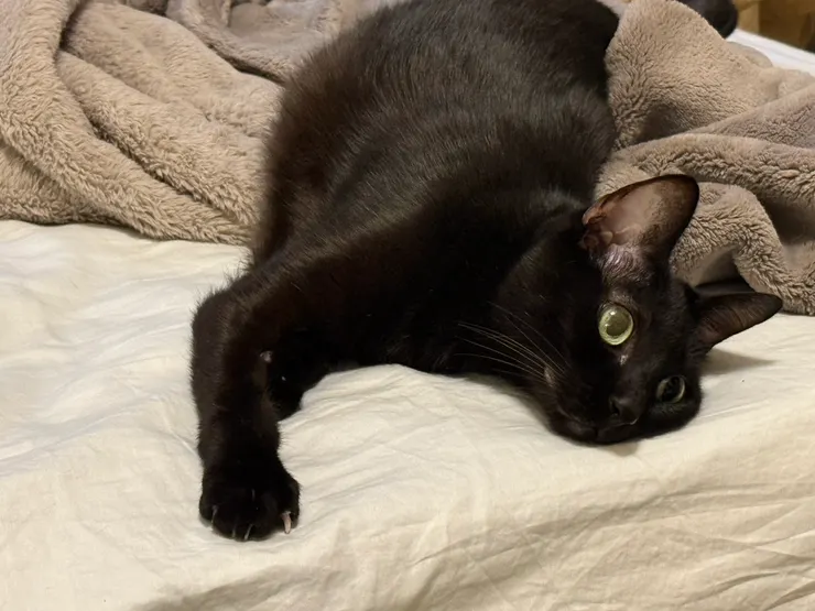 「我今天不是女王貓蒂蒂，我是懶骨頭～」