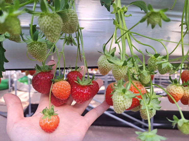 紅紅綠綠大大小小的韓國草莓