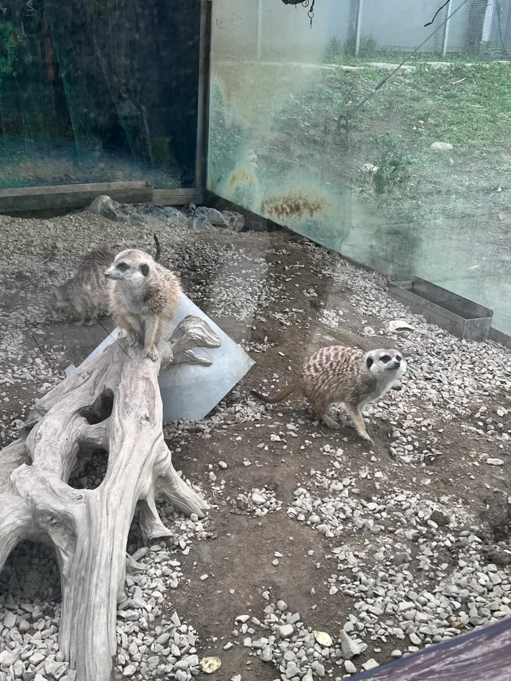 還是丁滿比較可愛😍哈哈哈