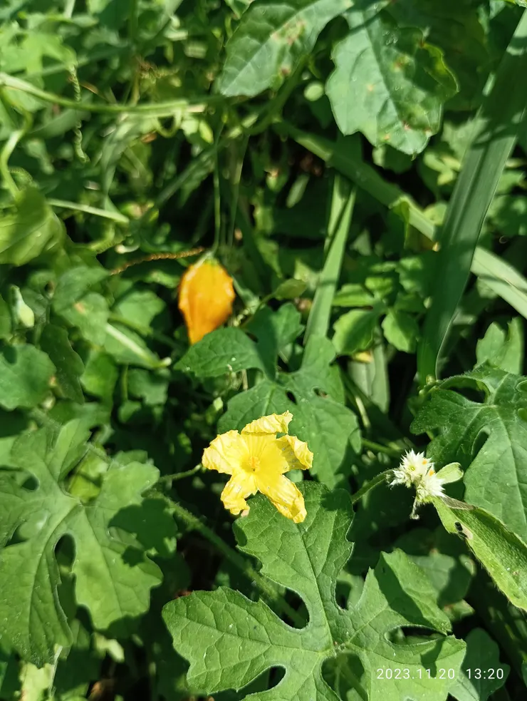 山苦瓜與花，自拍