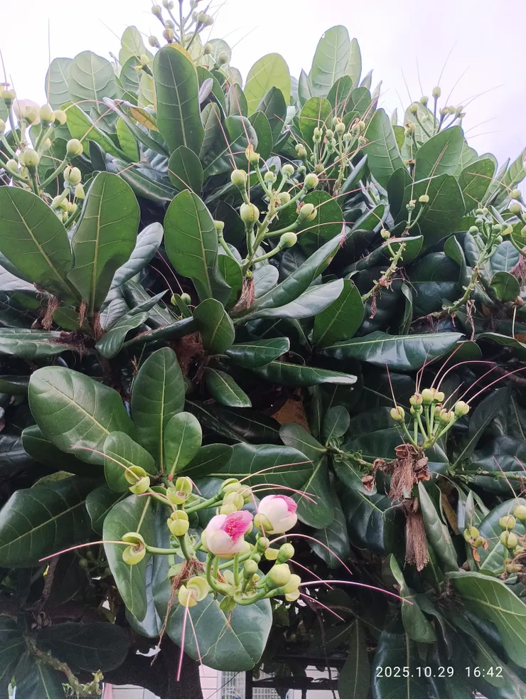 花醉滿堂江山麗，自拍攝