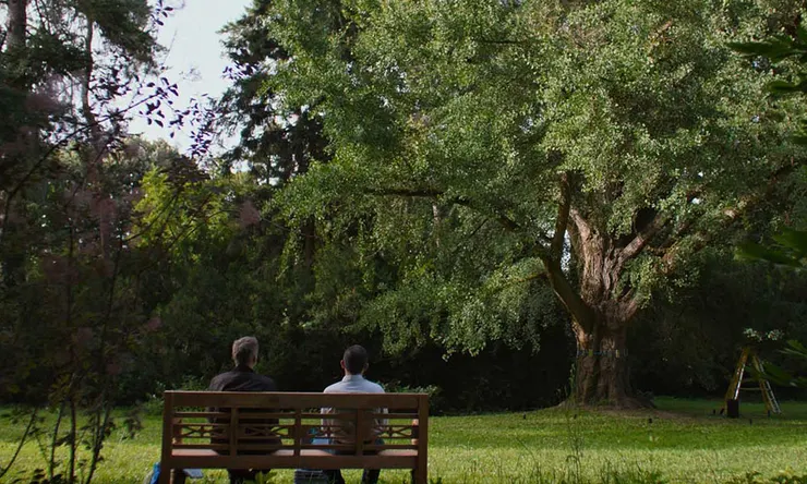 片中巨大的銀杏樹