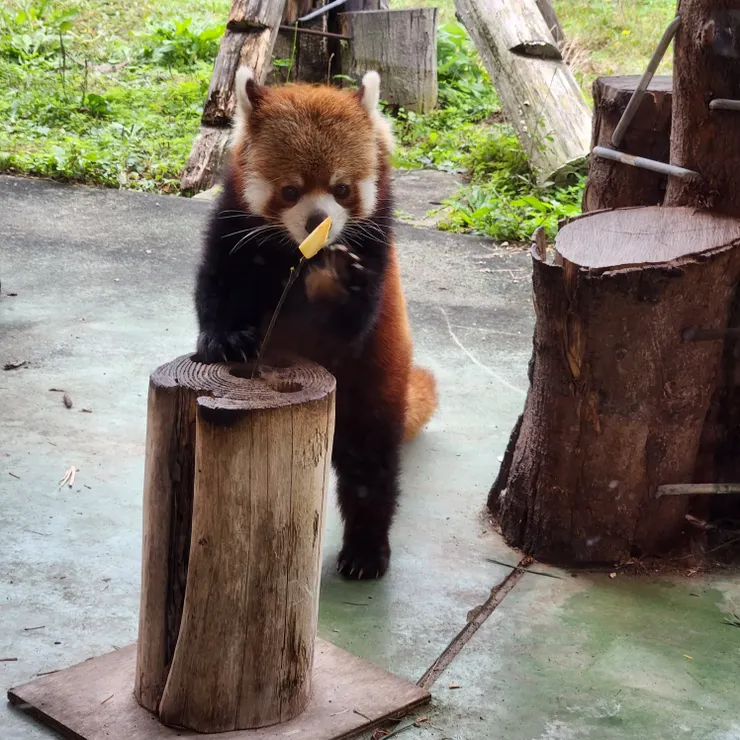秋吉台動物園小熊貓
