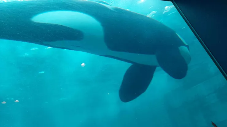 再一張虎鯨，再水族箱裡悠游自在的游著~