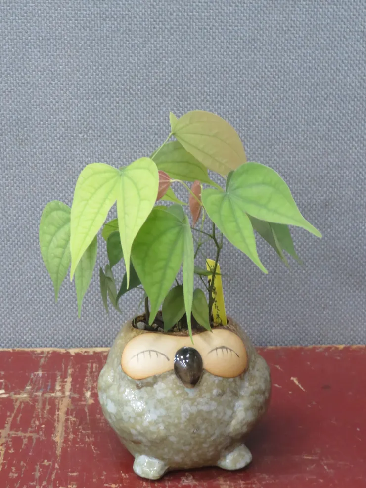 大安社大112.07.01