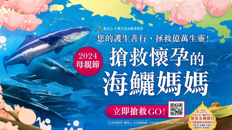 2024母親節 搶救懷孕的海鱺媽媽