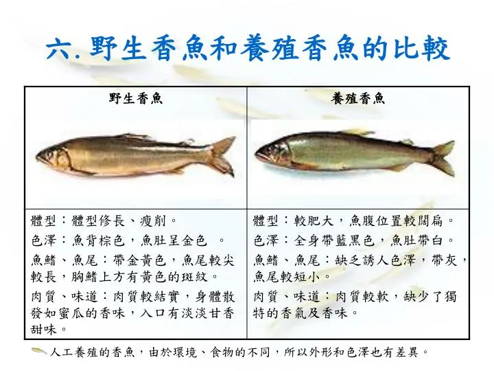 圖5 野生香魚與養殖香魚的比較