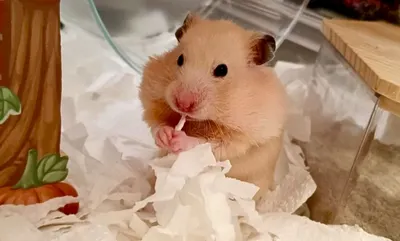 🐹《安比的地球觀察日記 20｜放空也是一種工作》