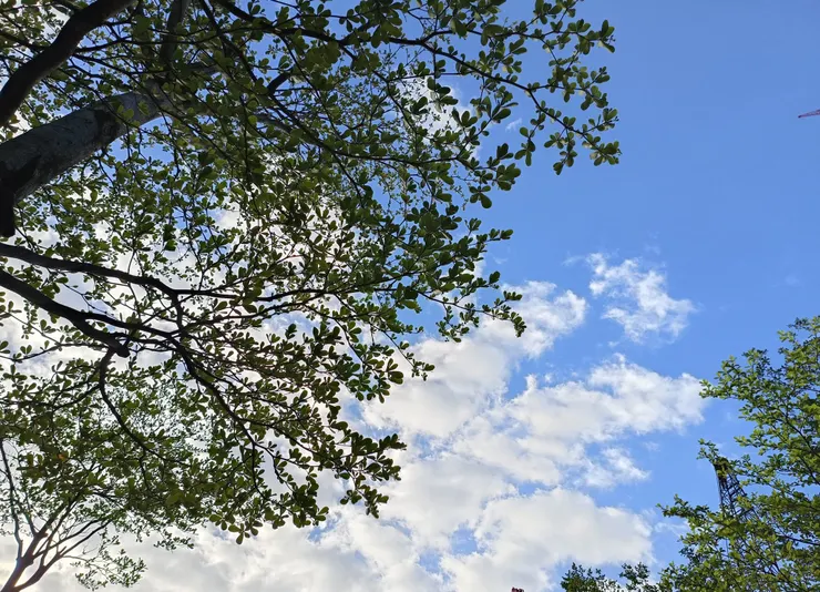 樹間的雲（作者拍攝）