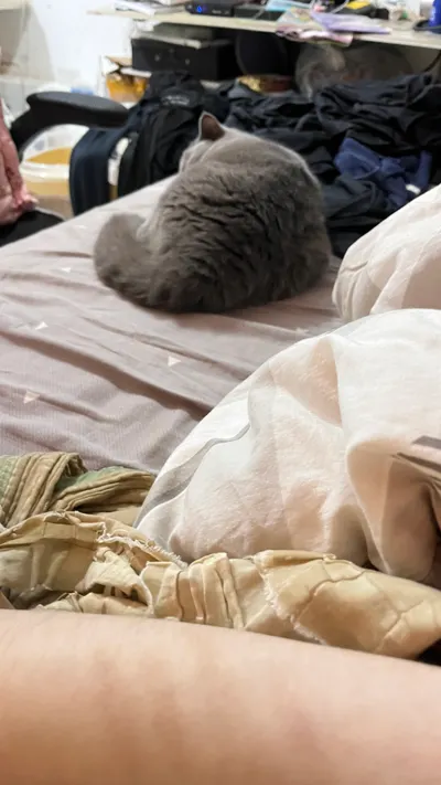 我家貓咪會陪我睡覺你們的會嗎