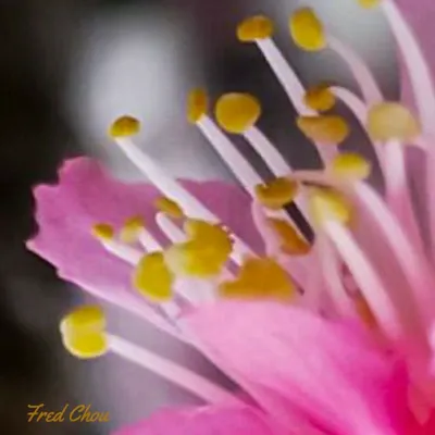 “如詩如畫” 是人生