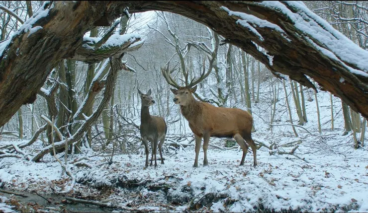《夢鹿情謎》電影劇照／劇照提供：金馬影展
