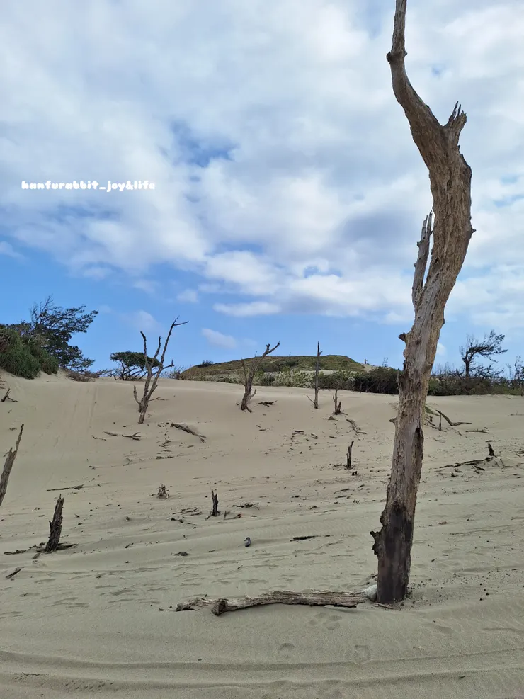 枯木很有荒漠的感覺