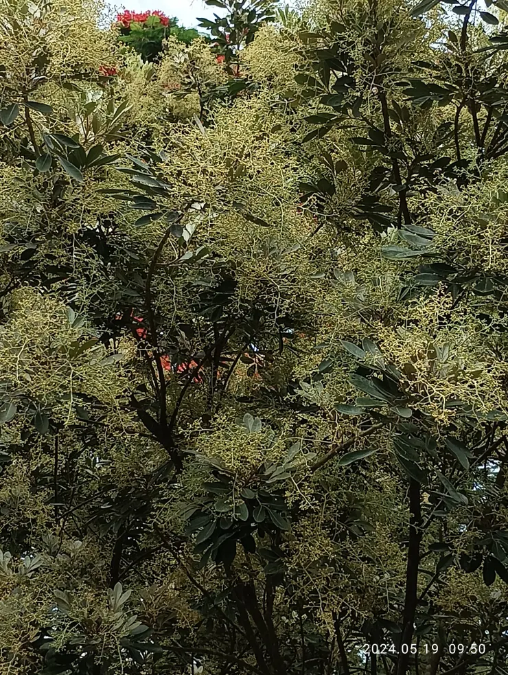 紅柴，又名台灣米仔蘭