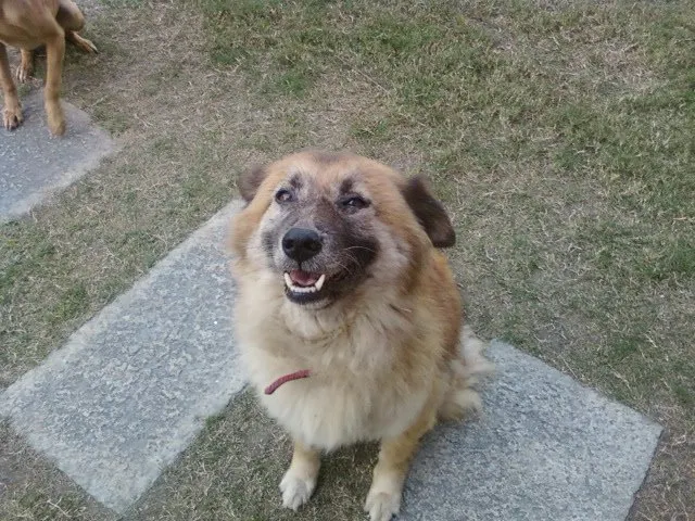 中央：奇奇。左上：小虎的腳。