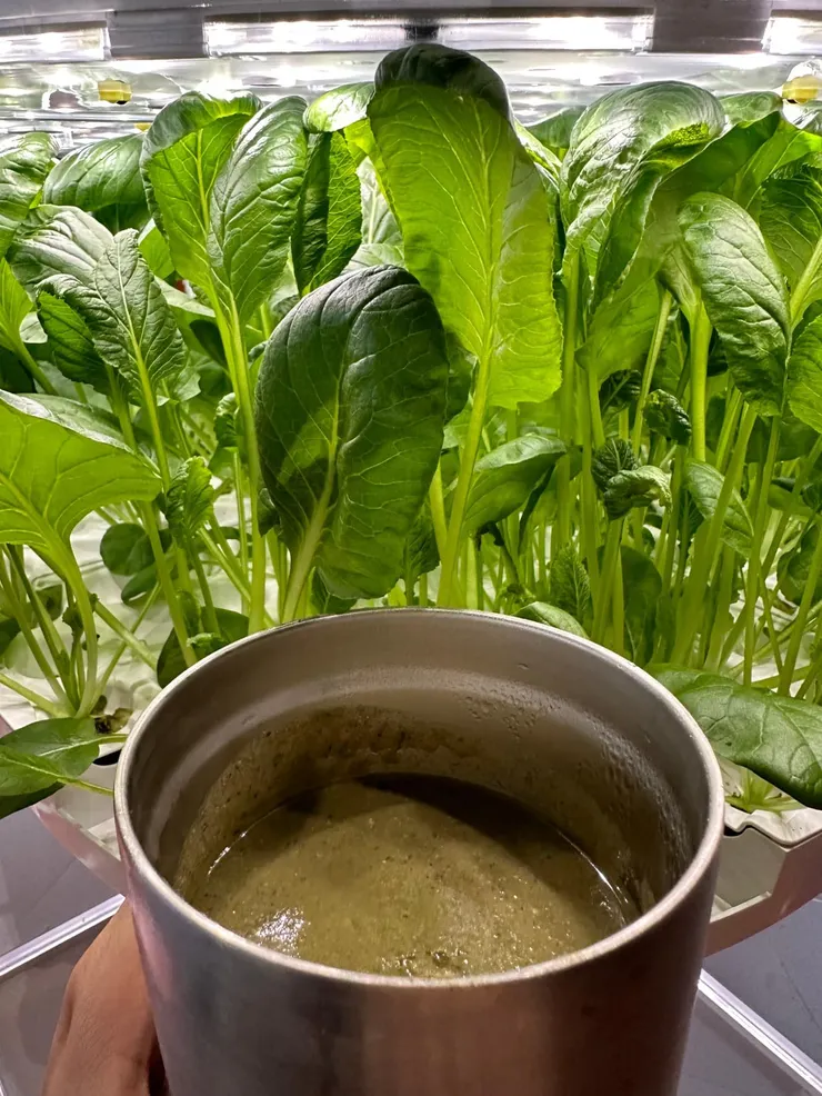 黃皮果綠拿鐵～幸運樹水耕