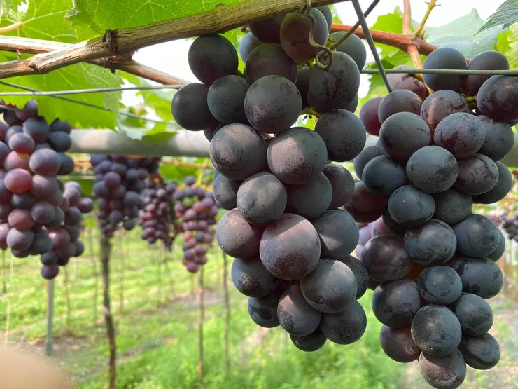 結實纍纍的溫室葡萄