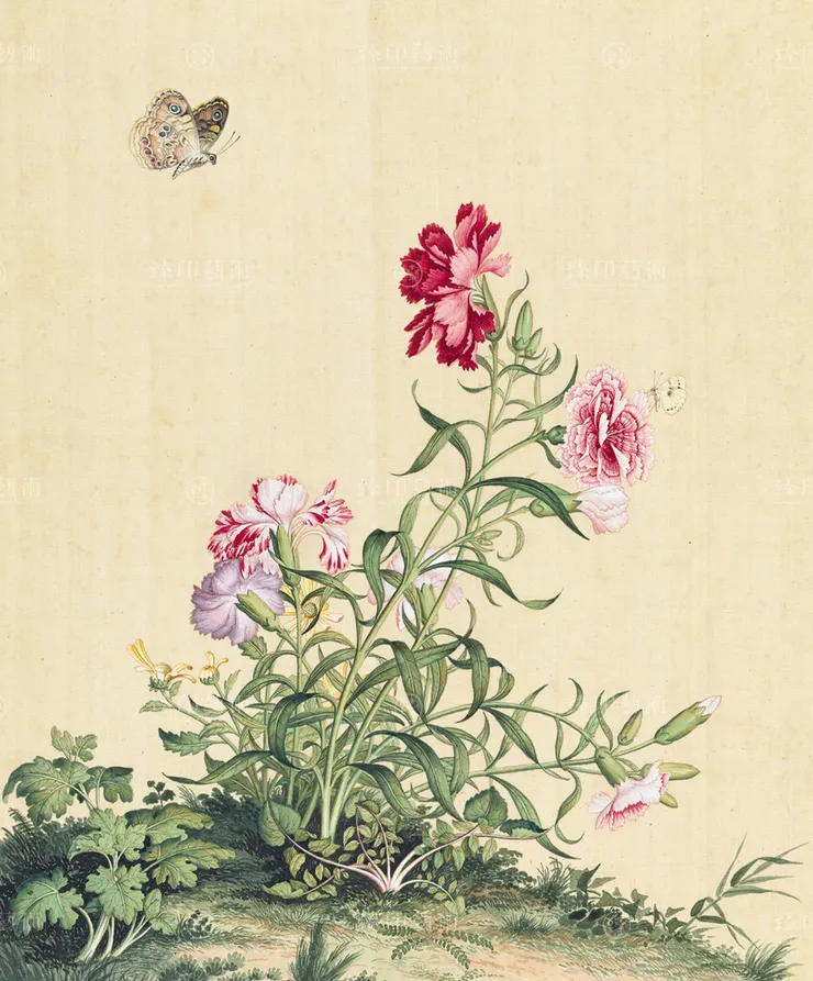 清郎世寧畫仙萼長春 冊 石竹