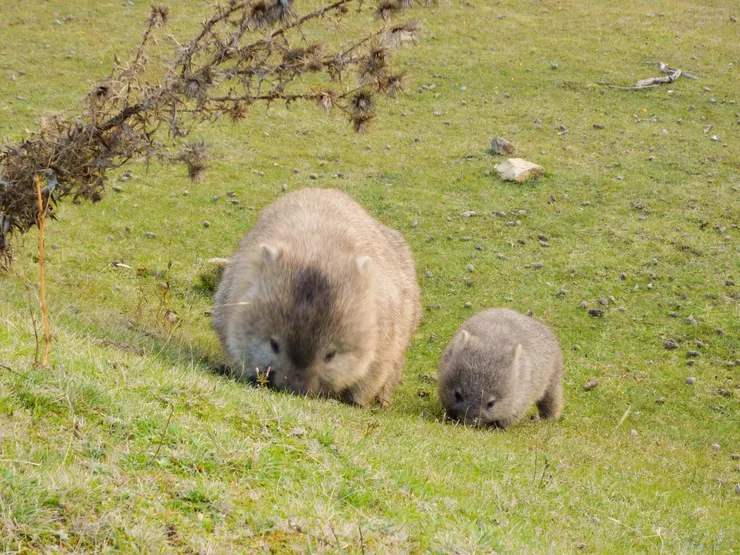 小熊喜歡黏著媽媽