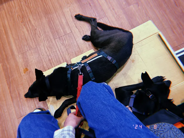 百麗航運狗狗可和我們一起待在客艙內。圖為牽繩＋戴嘴套在座位旁休息的樣子。