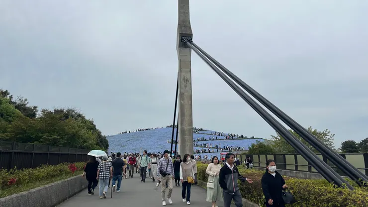 不只粉蝶花，也看到滿滿人了。