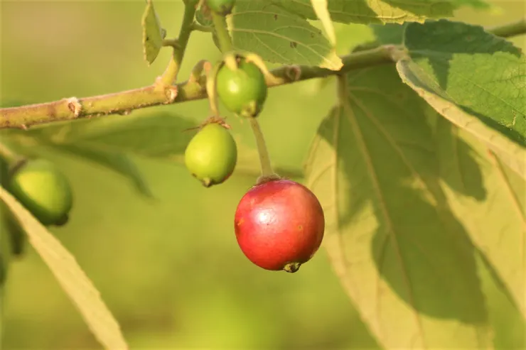 南美假櫻桃的果實