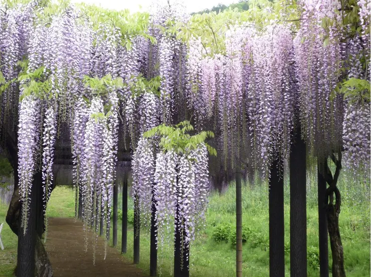 紫藤花穗因其長垂、隨風搖曳的姿態，在日本神道祭祀中被視為招引神靈降臨的「依代」，也具有一種結界的保護力量。