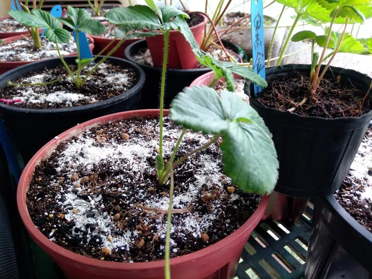 蛋殼磨成粉作有機肥料也可充當下雪景象