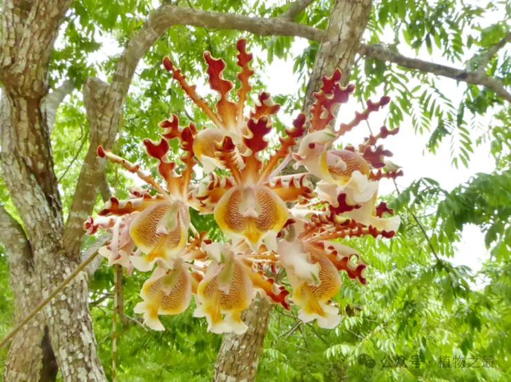 蟻巢蘭Myrmephytum arfakianum