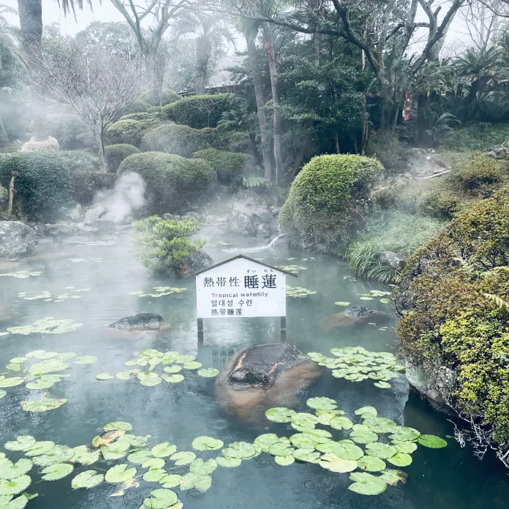 溫泉種植的熱帶睡蓮🪷