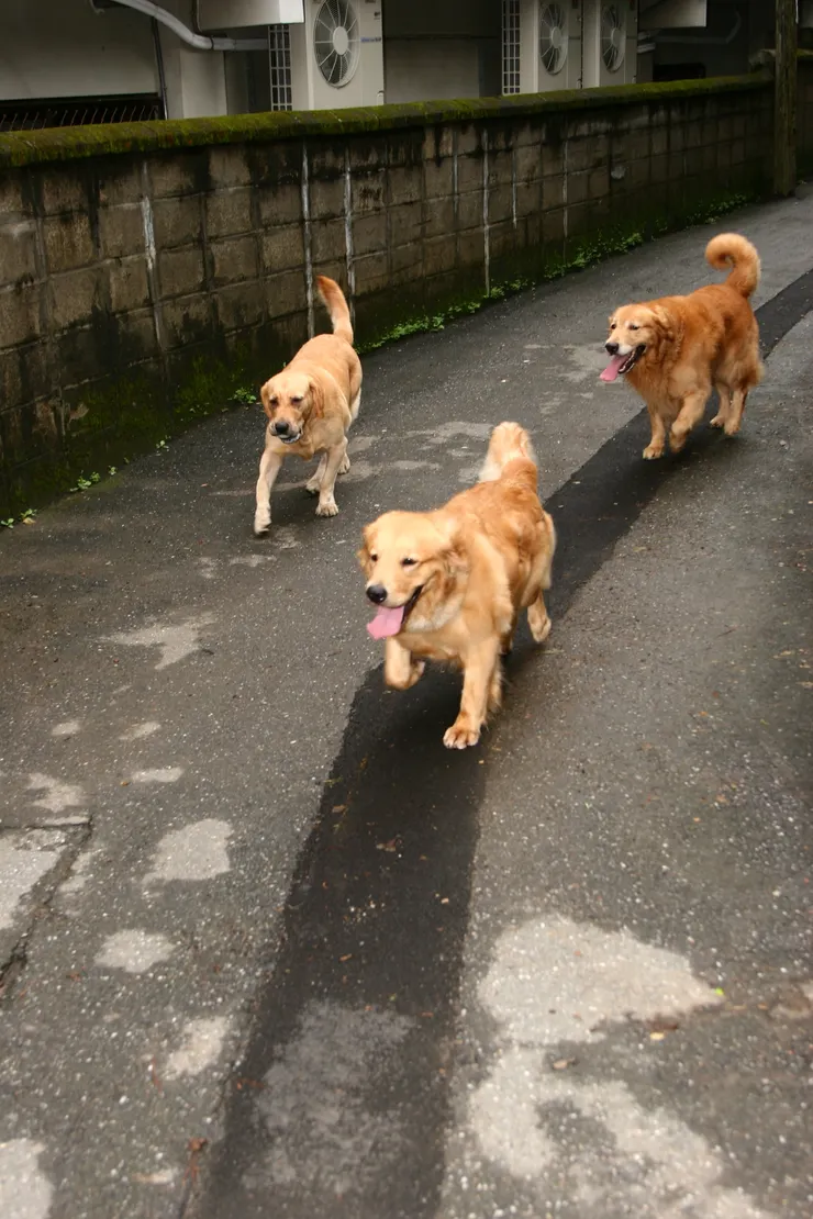 昔日山間的三狗兄妹。