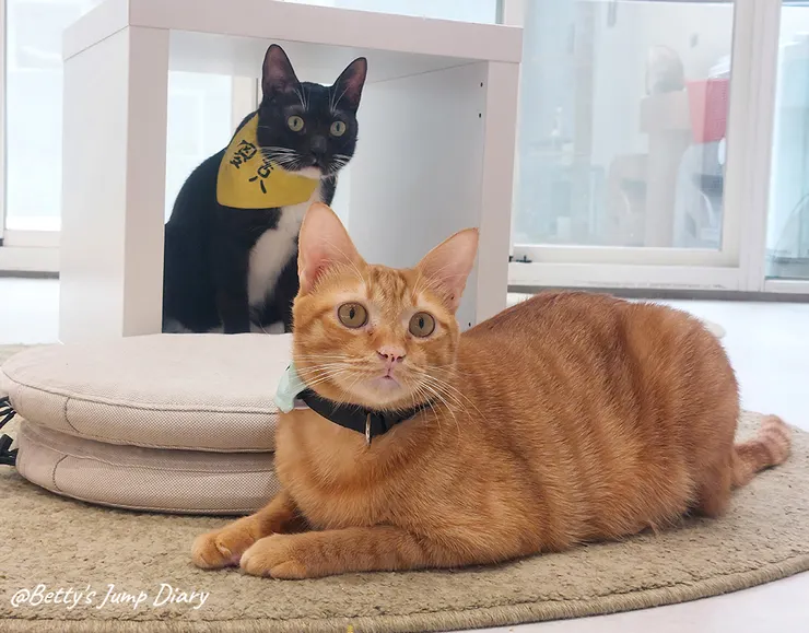▲踏踏咖啡-貓咪/圖片來源：Betty's Jump Diary