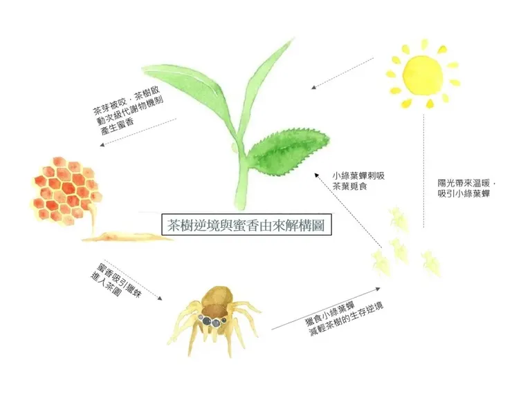 東方美人、小綠葉蟬與獵蛛