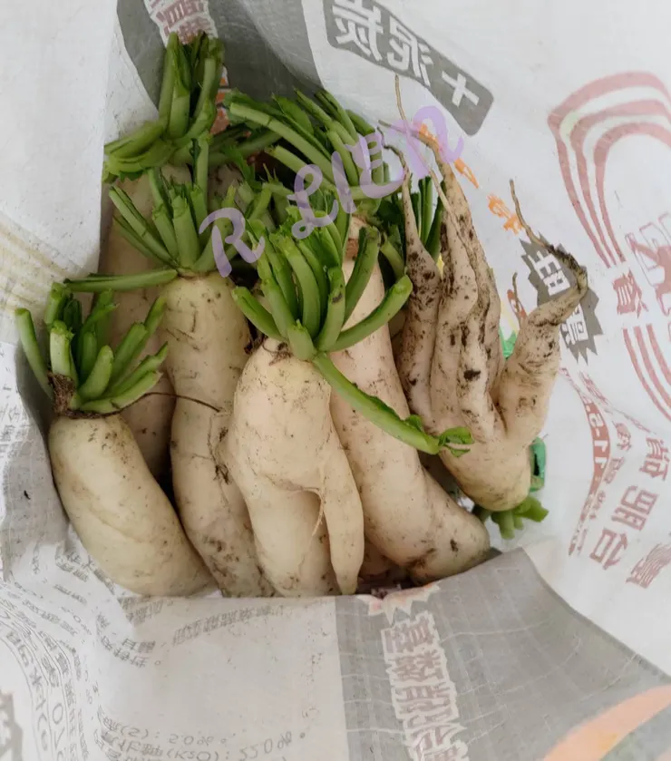 作者拍攝的戰利品