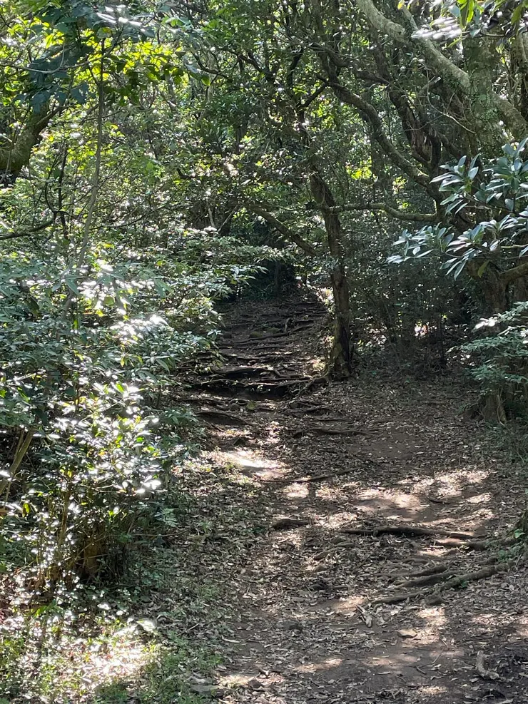 從面天坪前往大屯山西峰的起點