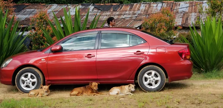 三隻很有社交距離的狗