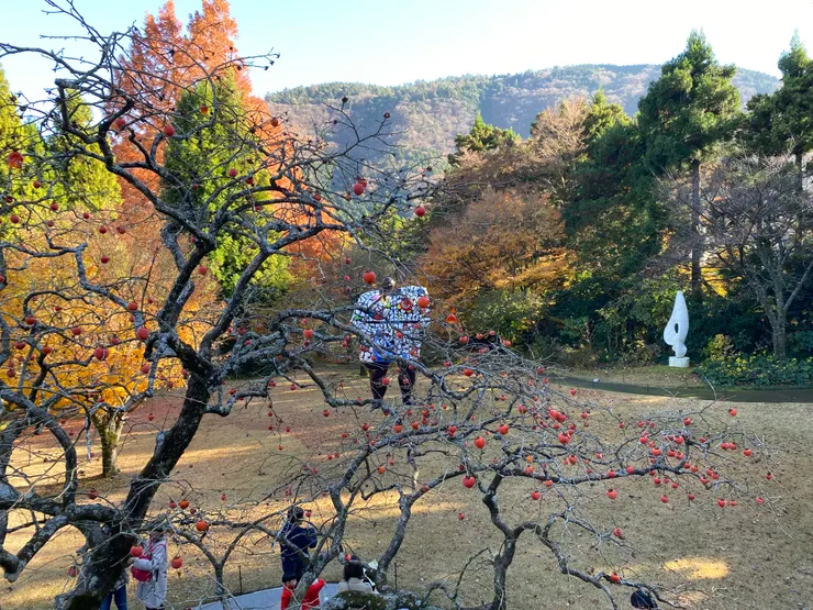 稀稀疏疏的柿子、大自然的美景、精美的藝術作品