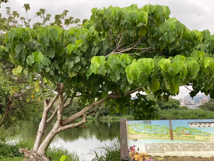 血桐，低海拔地區常見植物，枝條折斷處汁液初為無色透明，氧化後後則呈血紅色而得名