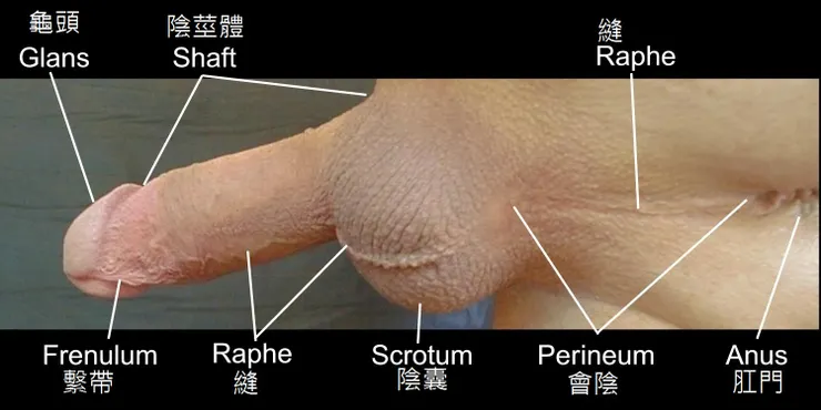 為了閱讀方便，顯示一張男性外生殖器部位名詞，並加上中文名詞