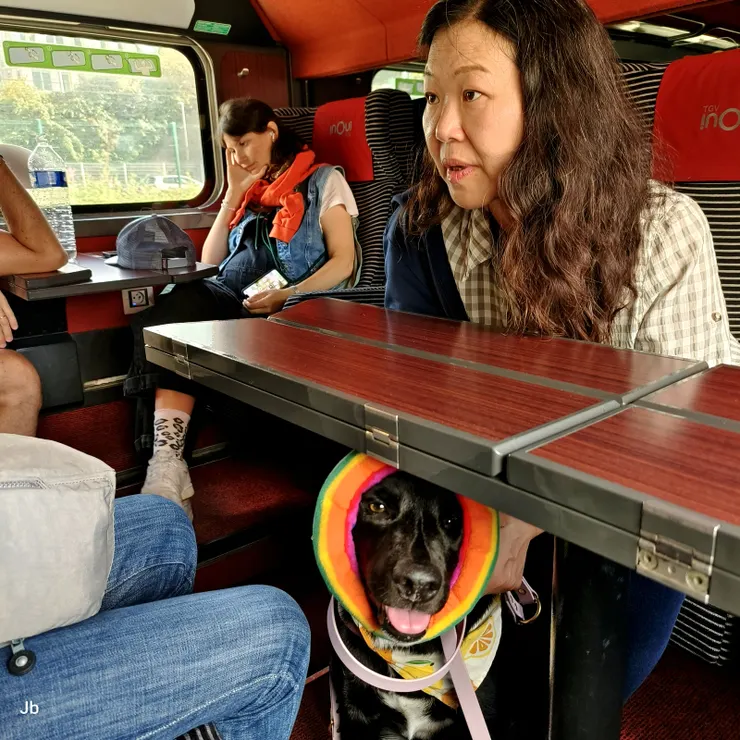 【吃鎮靜劑戴耳套阿肥仍顯驚惶！牠怕得不敢亂動我們還省事。】