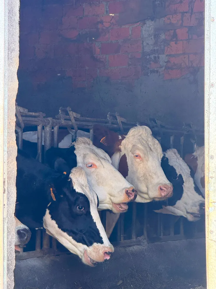 1號2號開心吃草，3號的眼神怎麼回事？？！！🤣